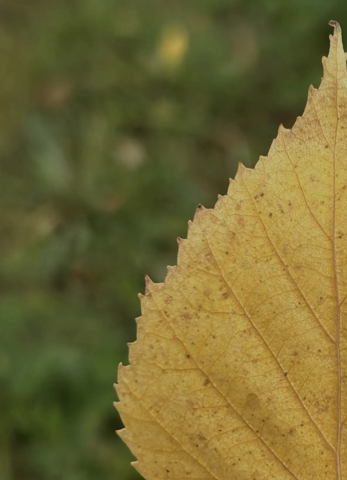 Доброе утро, верхнеуслонцы🍂