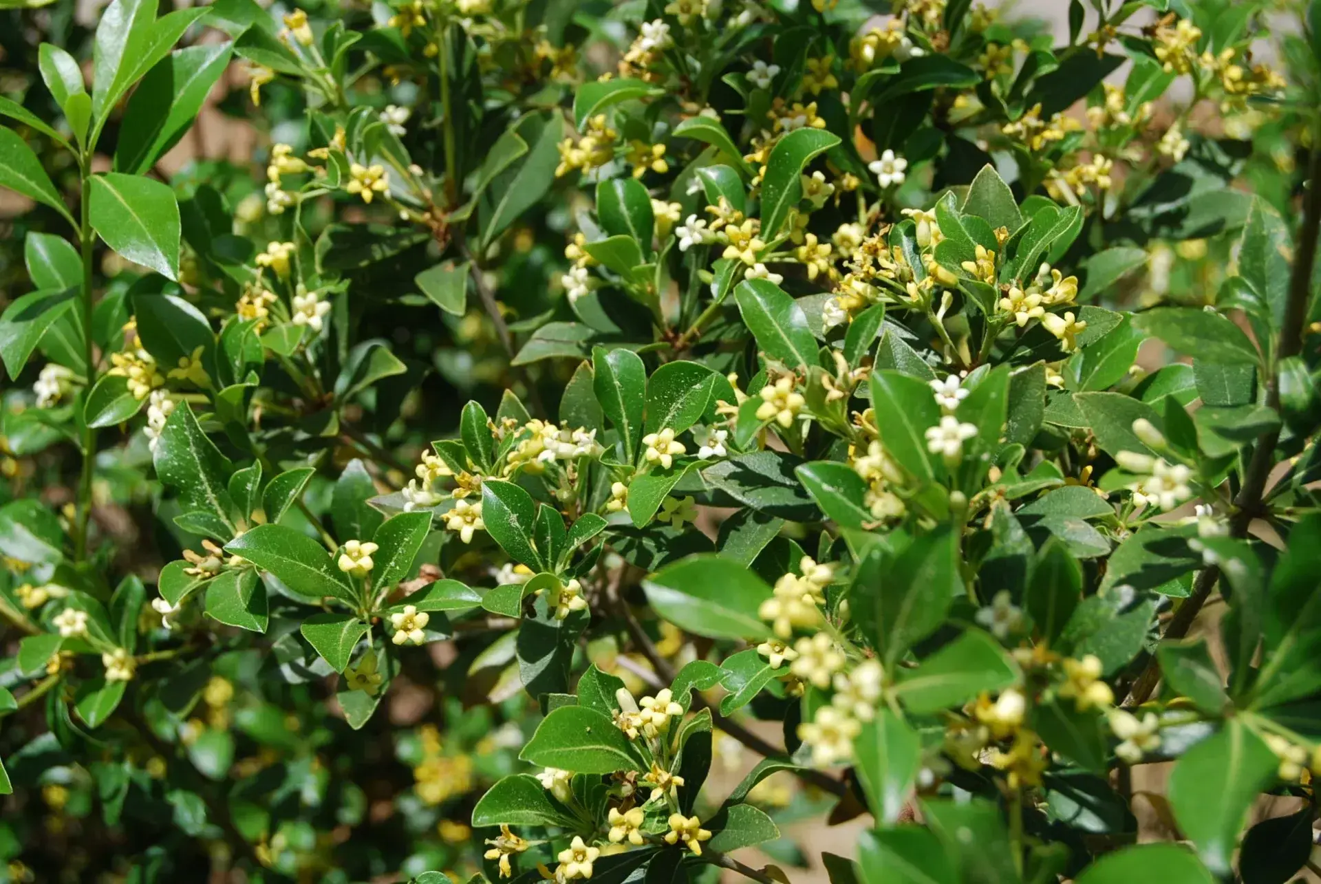 Смолосемянник Pittospоrum Heterophyllum, с3