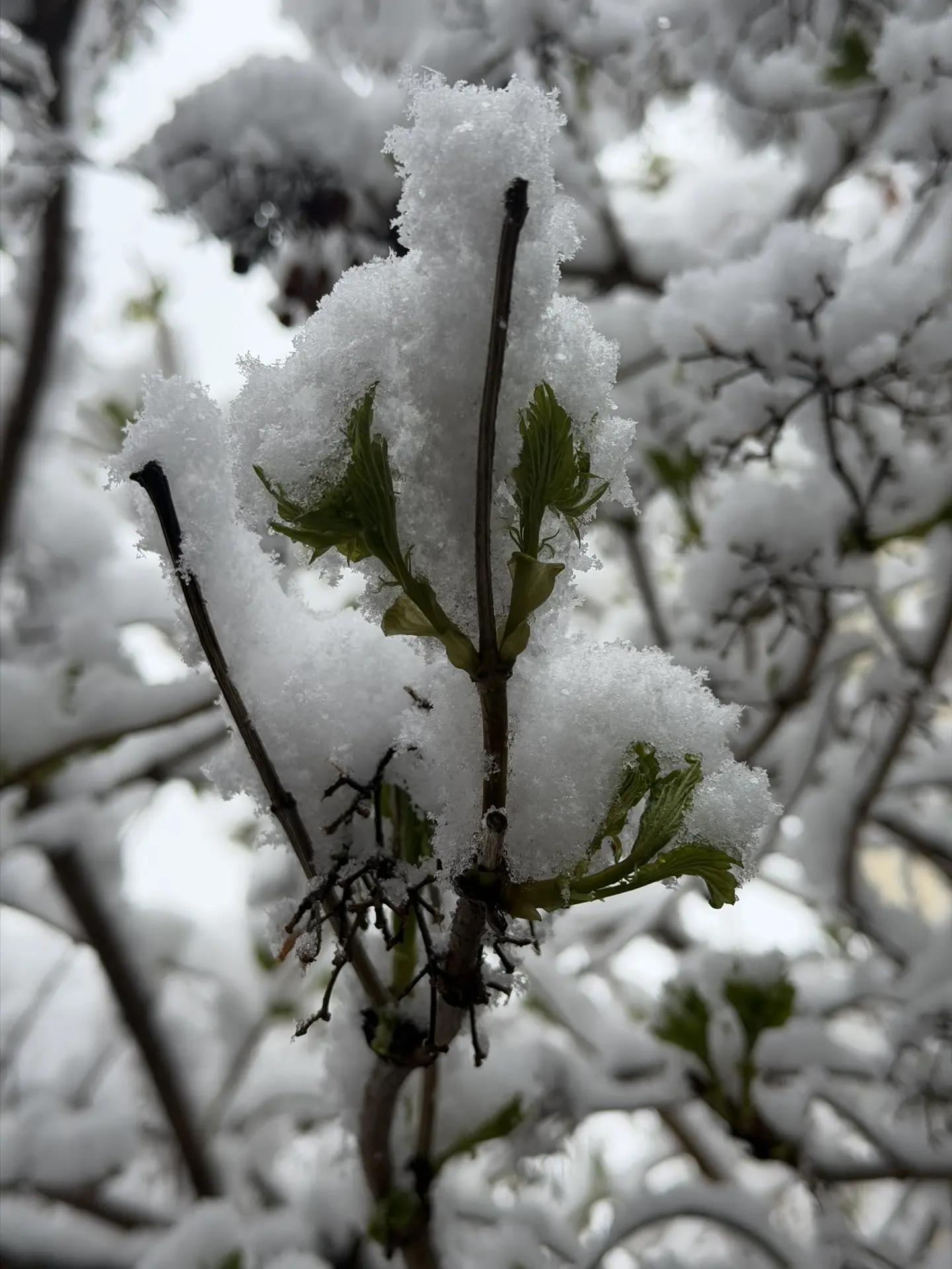 На дворе шло 20-е апреля, но апрель был не в курсе 😅❄️