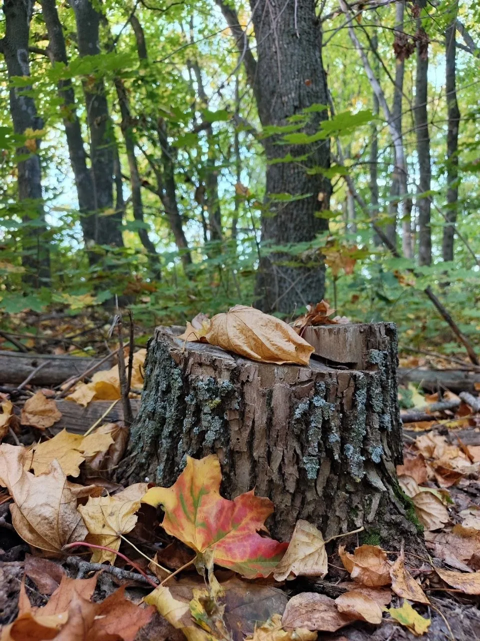 🍂 Осенний Воронеж в кадрах Виктории Шибаевой