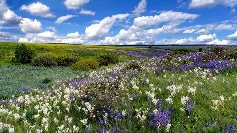 🌷🌷🌷🌷🌷🌷🌷🌷  Россия!   О, сколько ты в себя вместила! И грусть немеренных равнин, И причитанья у могило