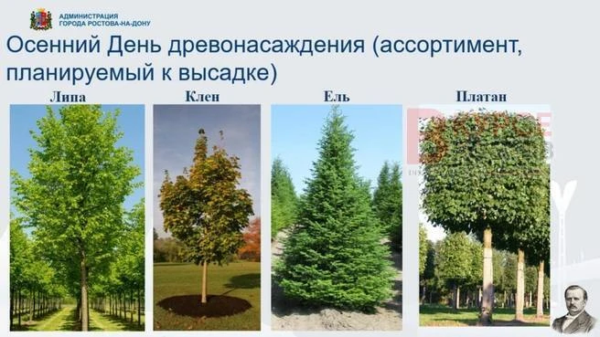 В Ростове 17 октября в 09:00 начнется День древонасаждения.