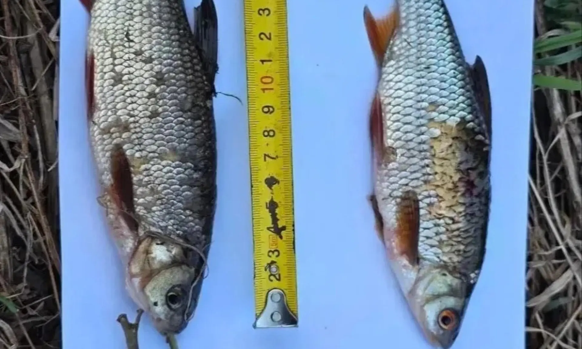 🎣 Жителя Устьянского округа будут судить за незаконный вылов рыбы в период нереста