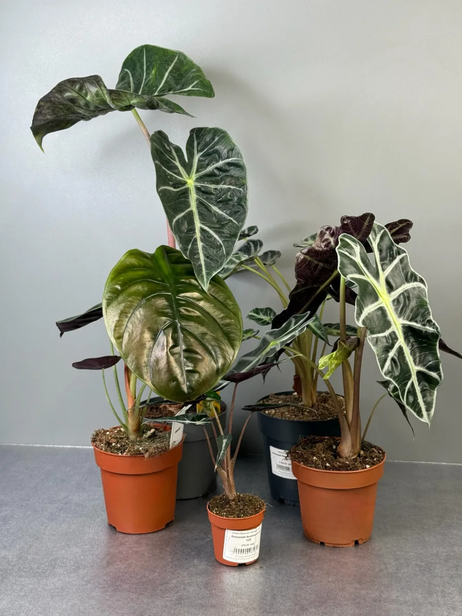 Невероятный выбор алоказий в DENDROTERRA! 🌿

Алоказии — настоящие тропические королевы с роскошны