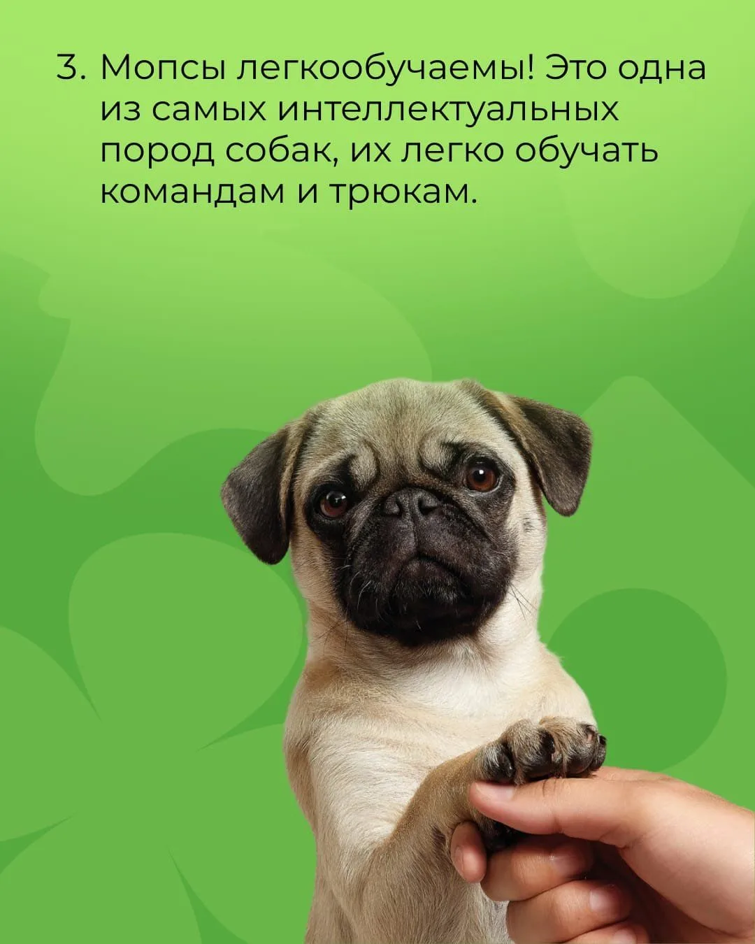 А вам нравится эта порода?😍