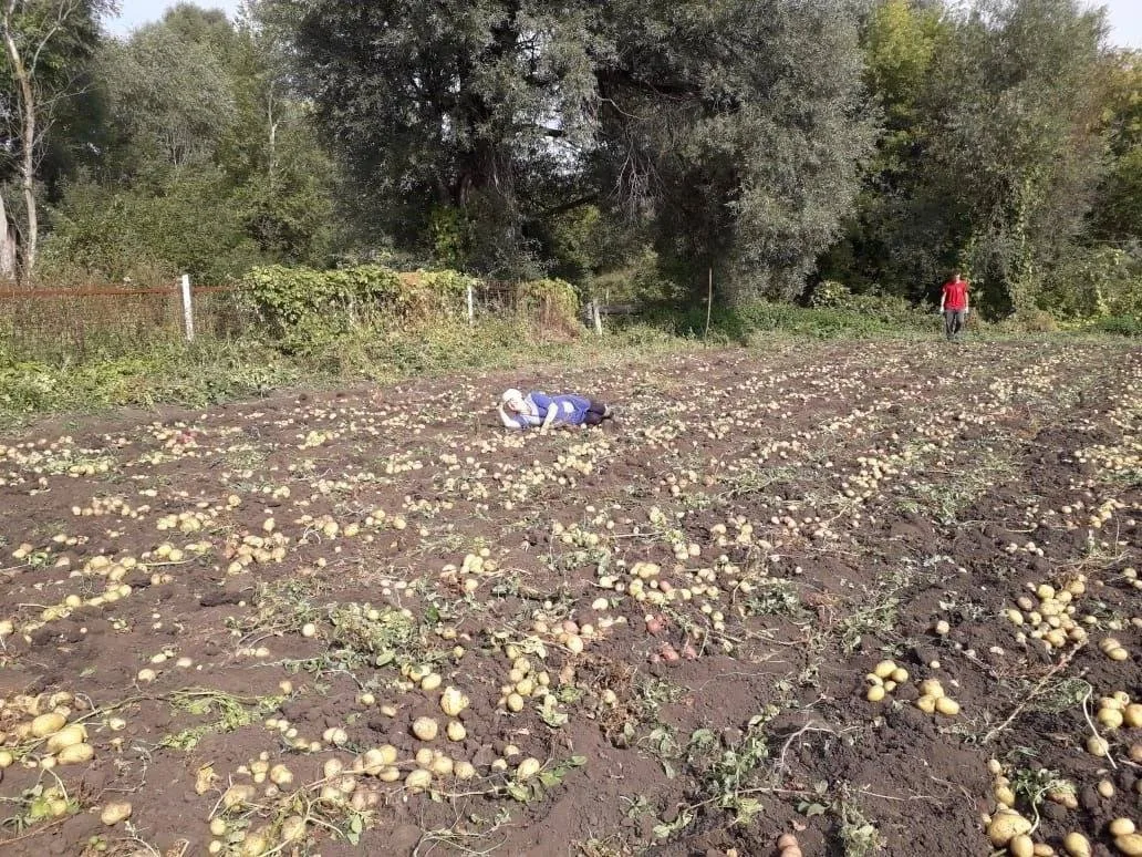 🌱🥔Ни өчен бәрәңгене елдан-ел иртәрәк ала башлыйлар икән?