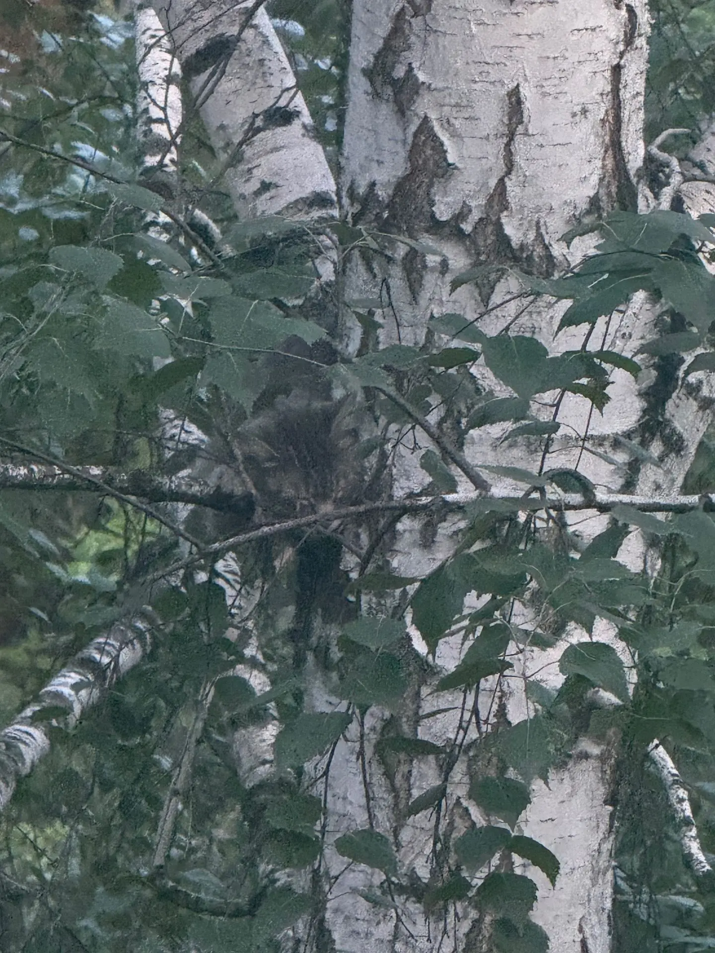 Добрый день, подскажите пожалуйста к кому можно обратиться, на дереве приблизительно на высоте 5 эта