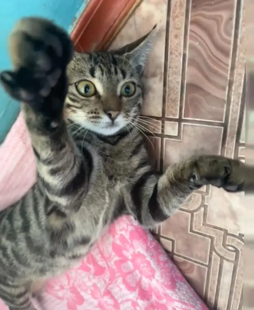 📸 В социальных сетях Юлия Владимировна размещает фото, рассказывает о котятах коллегам...