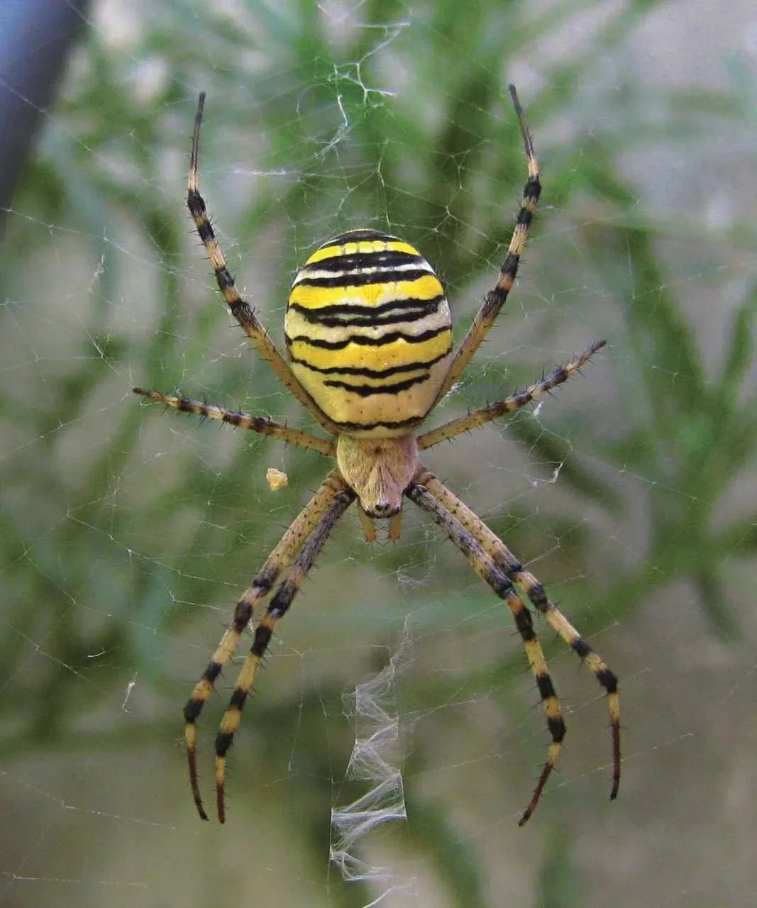 🕷 Паука-оса заметили в Новой Москве 

Несмотря на устрашающий внешний вид, для человека он не предс