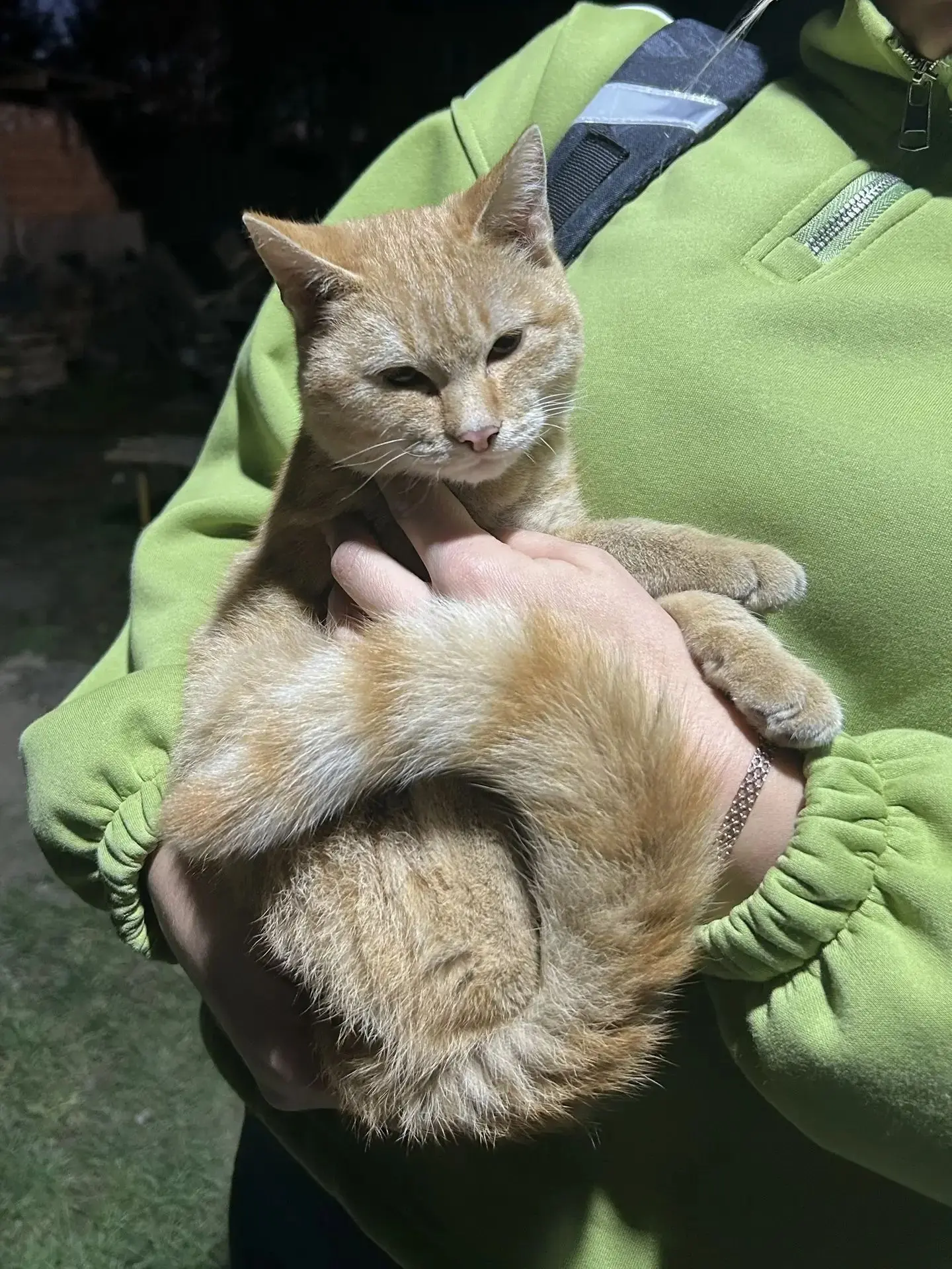 Этого кота  разыскивали около месяца назад в нашем районе, клеили объявления, вот сегод...