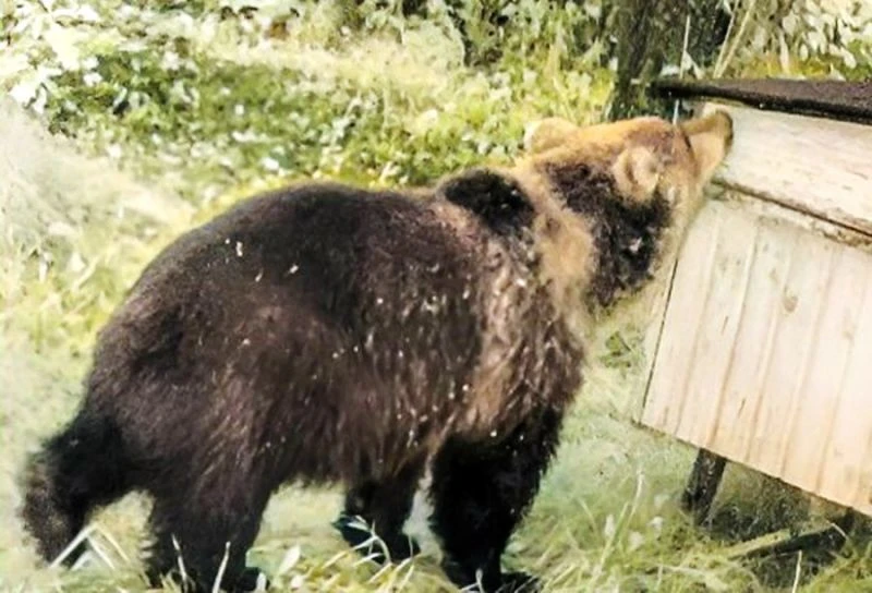 📌 На Камчатке ликвидировали поселившегося у пасеки с мёдом на дачах медведя