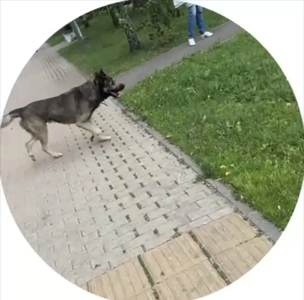 Внимание! Никто не терял собаку?

Подписчица сообщила, что прямо сейчас видела крупного пса коричнев