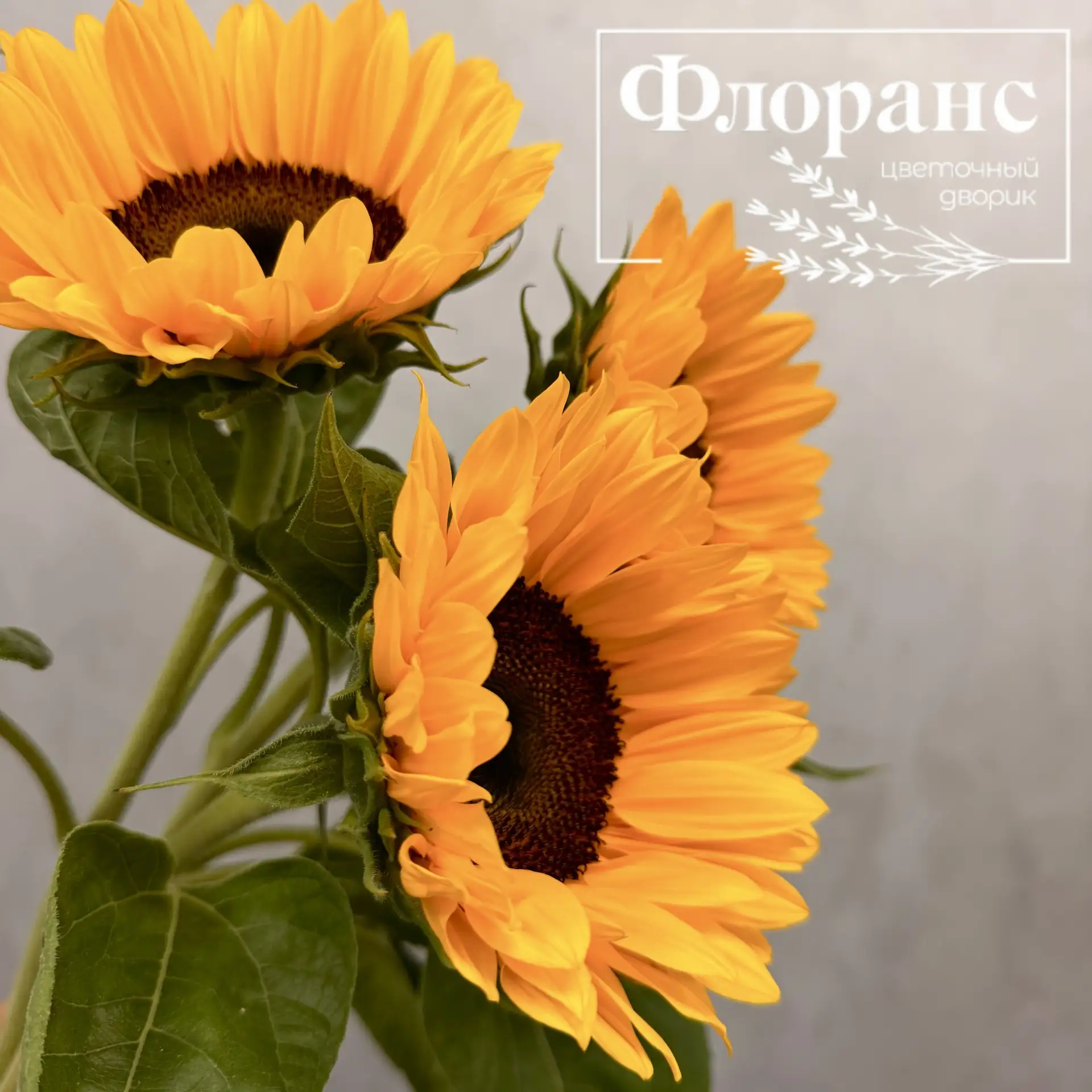 А Вы слышали про теорию подсолнухов? 🌻