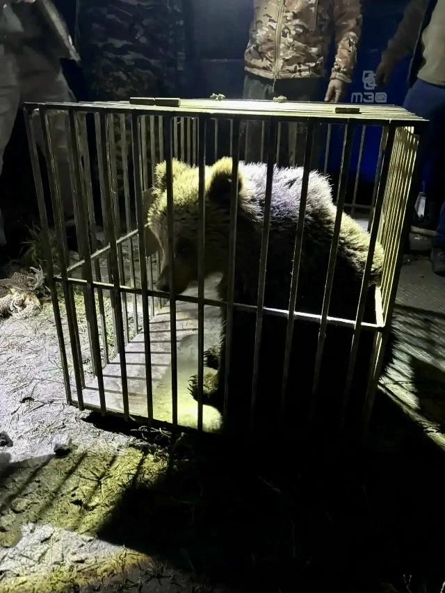 В Нижнетавдинском округе отловлен молодой бурый медведь