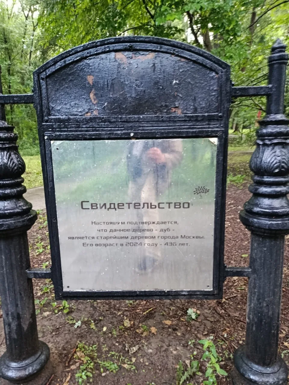 Напомню, что в Грачёвке у соседей находится, судя по табличке, старейший дуб Москвы — в...