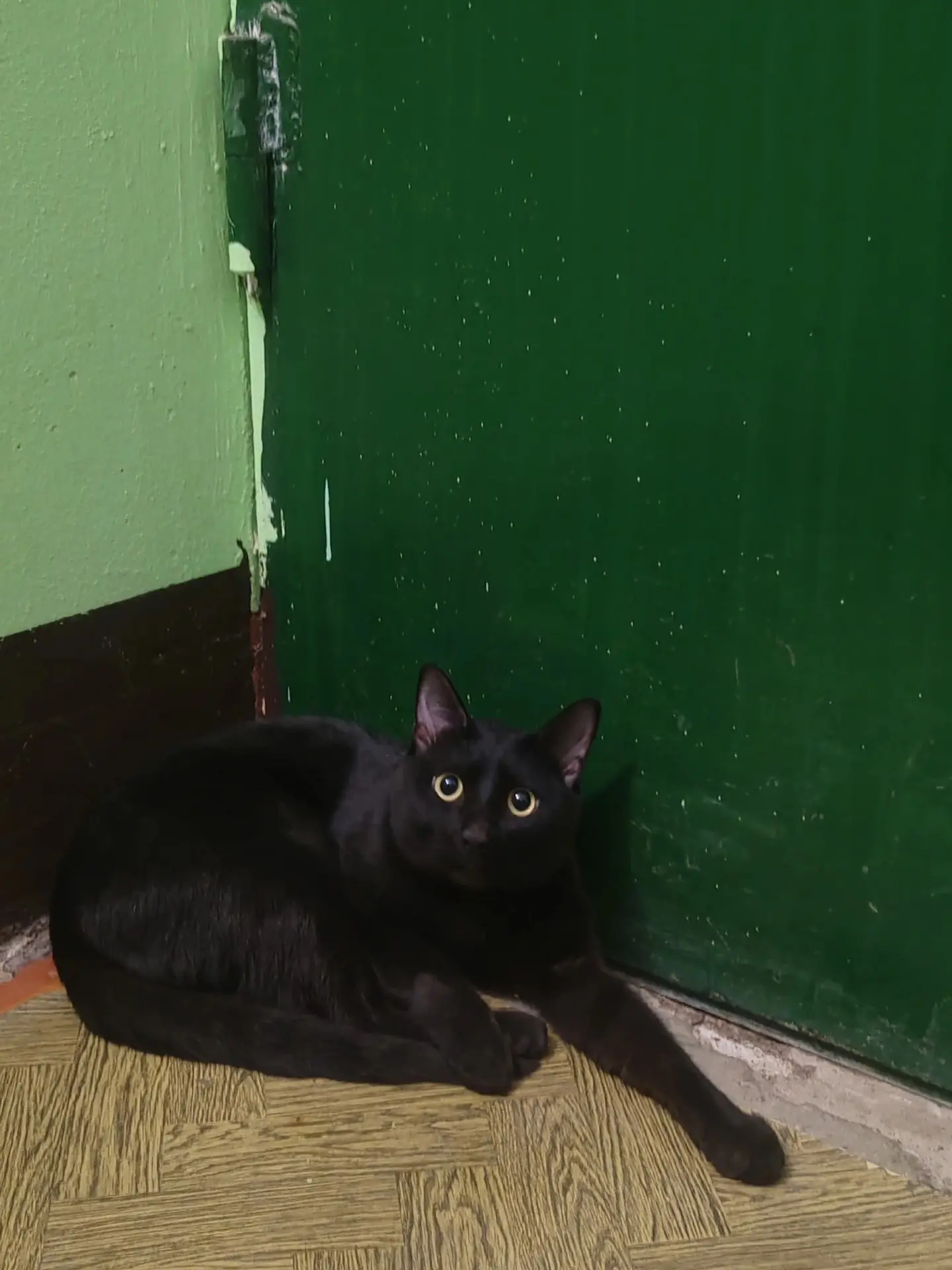 🐾 Вчера был найден кот, находится на Лодыгина 52а, 2 подъезд. Хозяева откликнитесь!!!