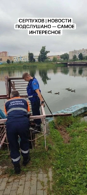 ❗️На Ногинском пруду снова гибнут утки. По словам жителей, птиц затягивает в водозаборник, и спасать