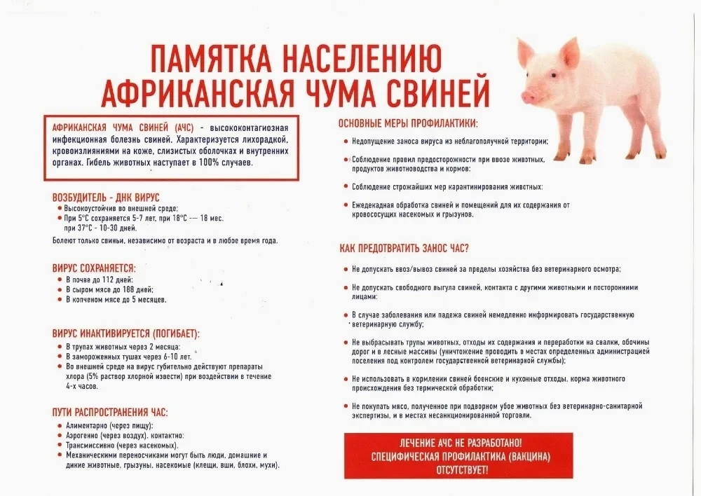 Африканская  чума свиней – острое вирусное инфекционное заболевание домашних и диких св...