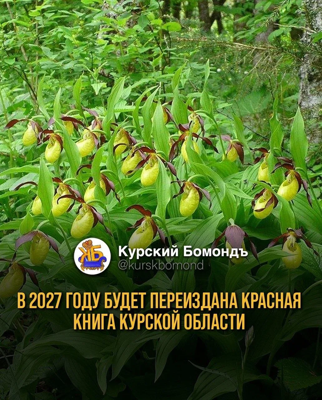 В 2027 году будет переиздана Красная книга Курской области.