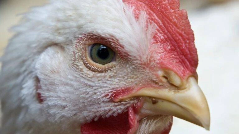 ❗️Курица стала самым потребляемым мясом в мире: в 2023 году было выращено 76,2 млрд кур...