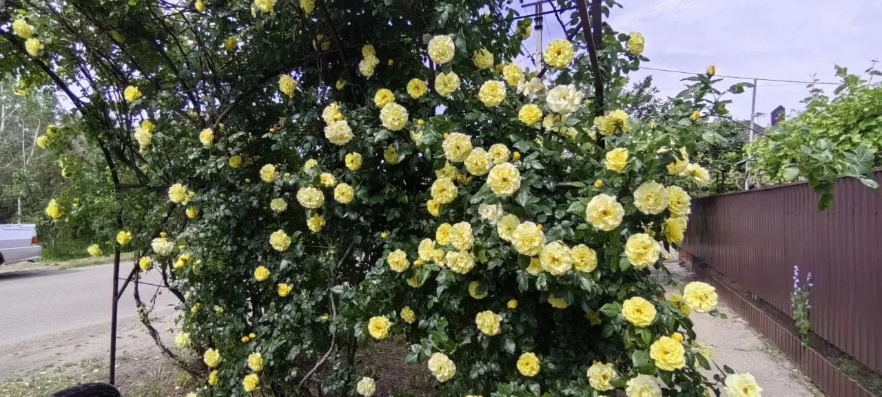 🌹Когда в городе зацветают розы, улицы словно оживают новой, особенной красотой  Воздух наполняется т