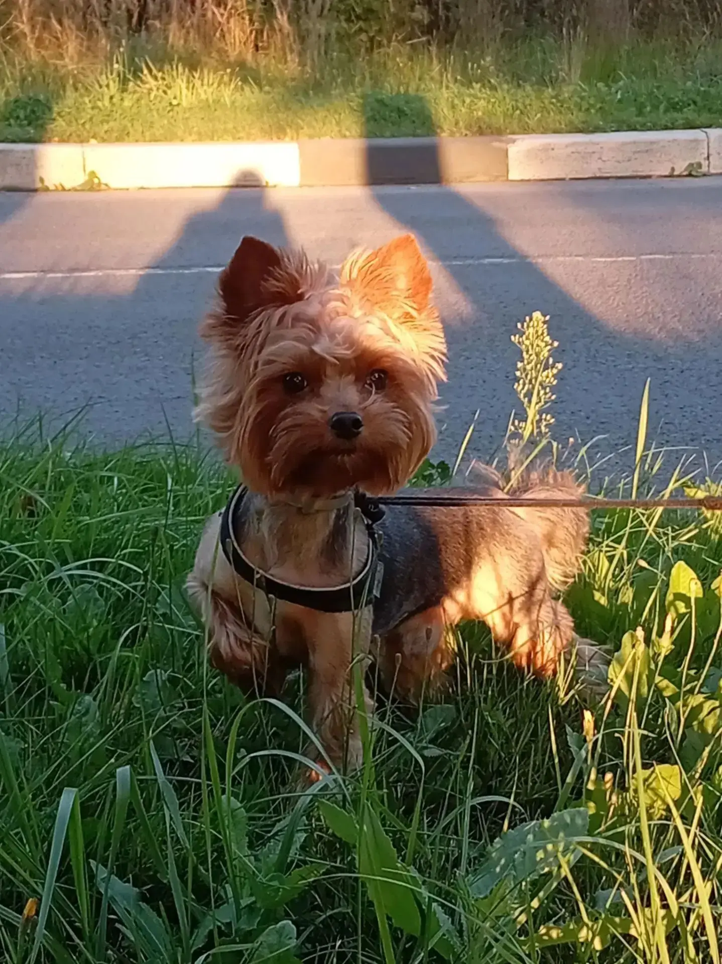 Цитрончик солнышко❤️ , милашик🤩 с приветиком 🫶