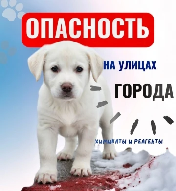 ❄Февраль и Март— пик опасности при прогулках с питомцем. Почему? Выясним и расскажем Вам в данной ст