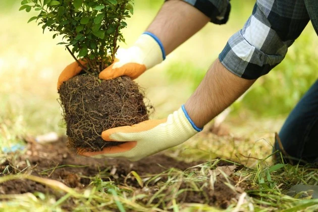 🌱 СЕКРЕТЫ ИДЕАЛЬНОЙ ПОСАДКИ: ДЕЛАЕМ ВСЁ ПО ПРАВИЛАМ!