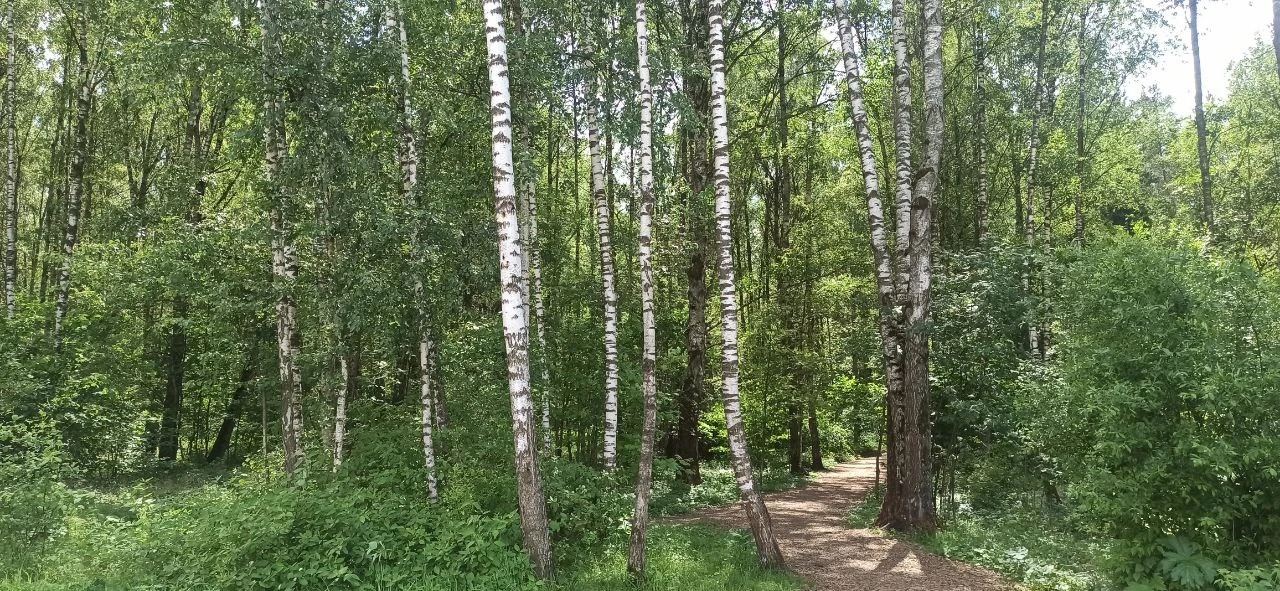 🌳 Жительница Ивановской области лишилась денег при попытке заказать дрова