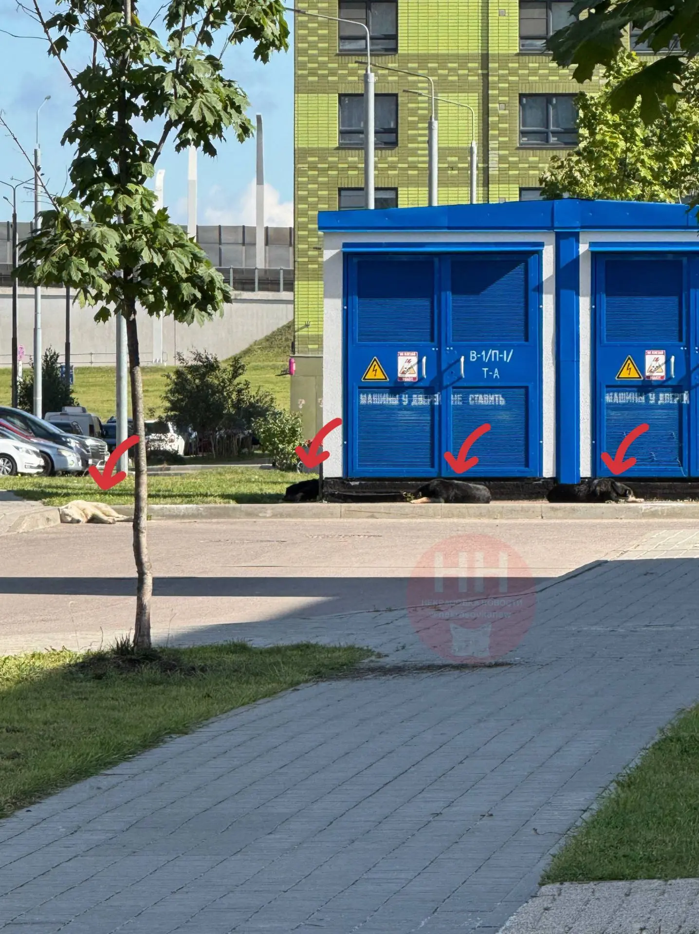 У детского сада на Маресьева лежат 4 дворняжки, причем довольно крупные. я гуляла с соб...
