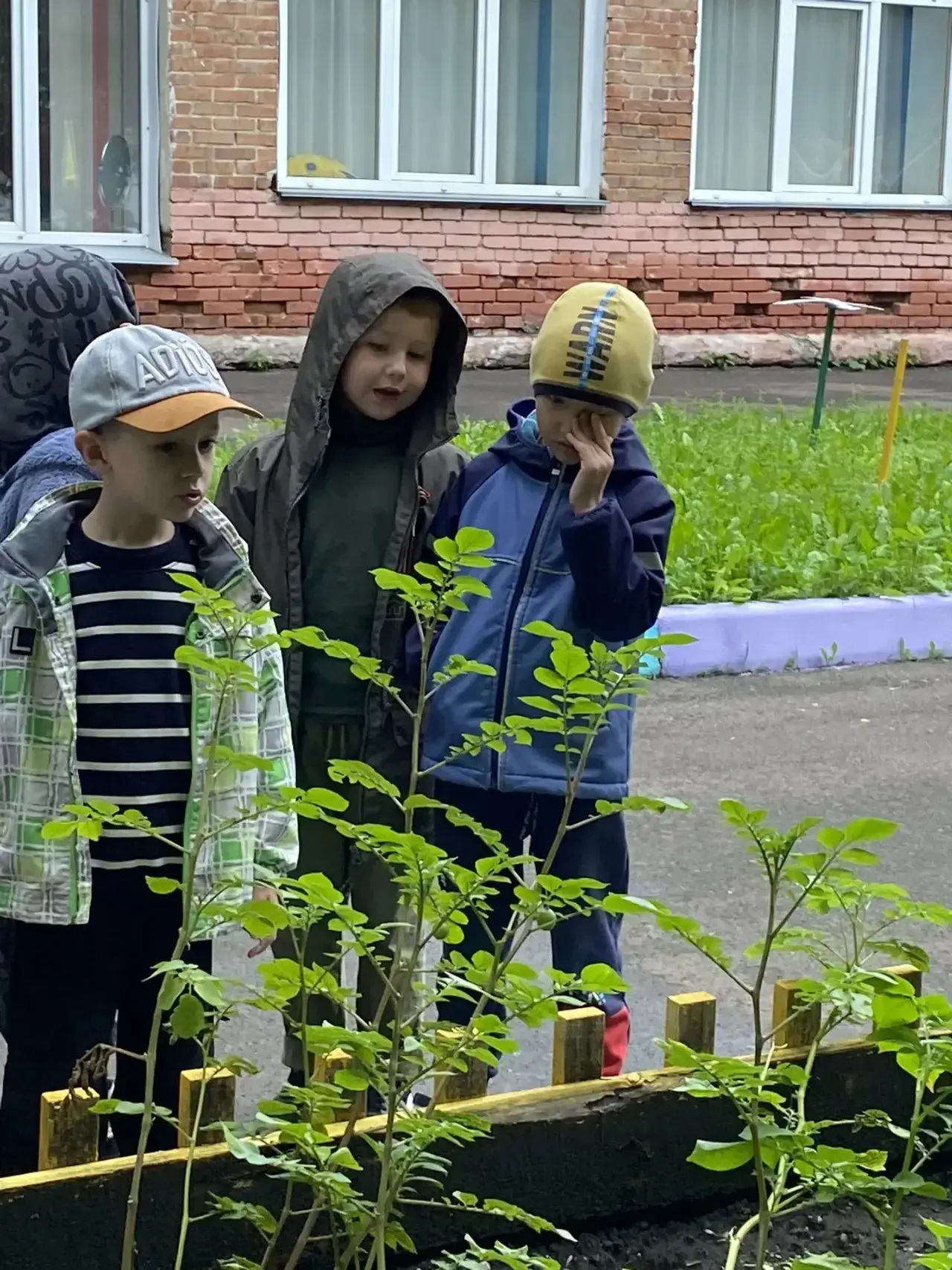 ДЕНЬ КАРТОШКИ В НАШЕМ ДЕТСКОМ САДУ
