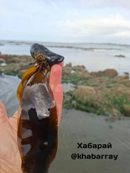 Мидии продолжают собирать и готовить прямо на берегу моря жители Охотска. Хотя погода д...