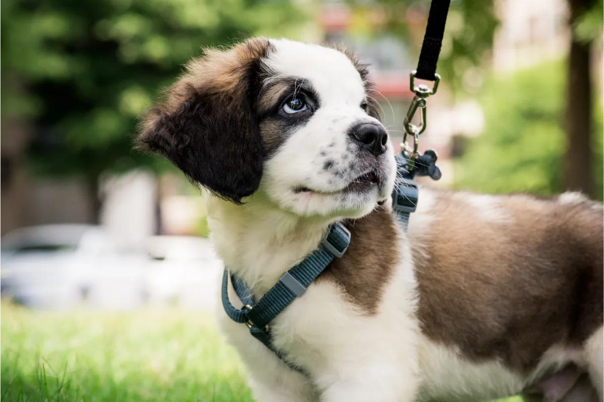 🐶 Как приучить щенка к ошейнику и поводку: с какого возраста начинать

Знакомить щенка с амуницией 