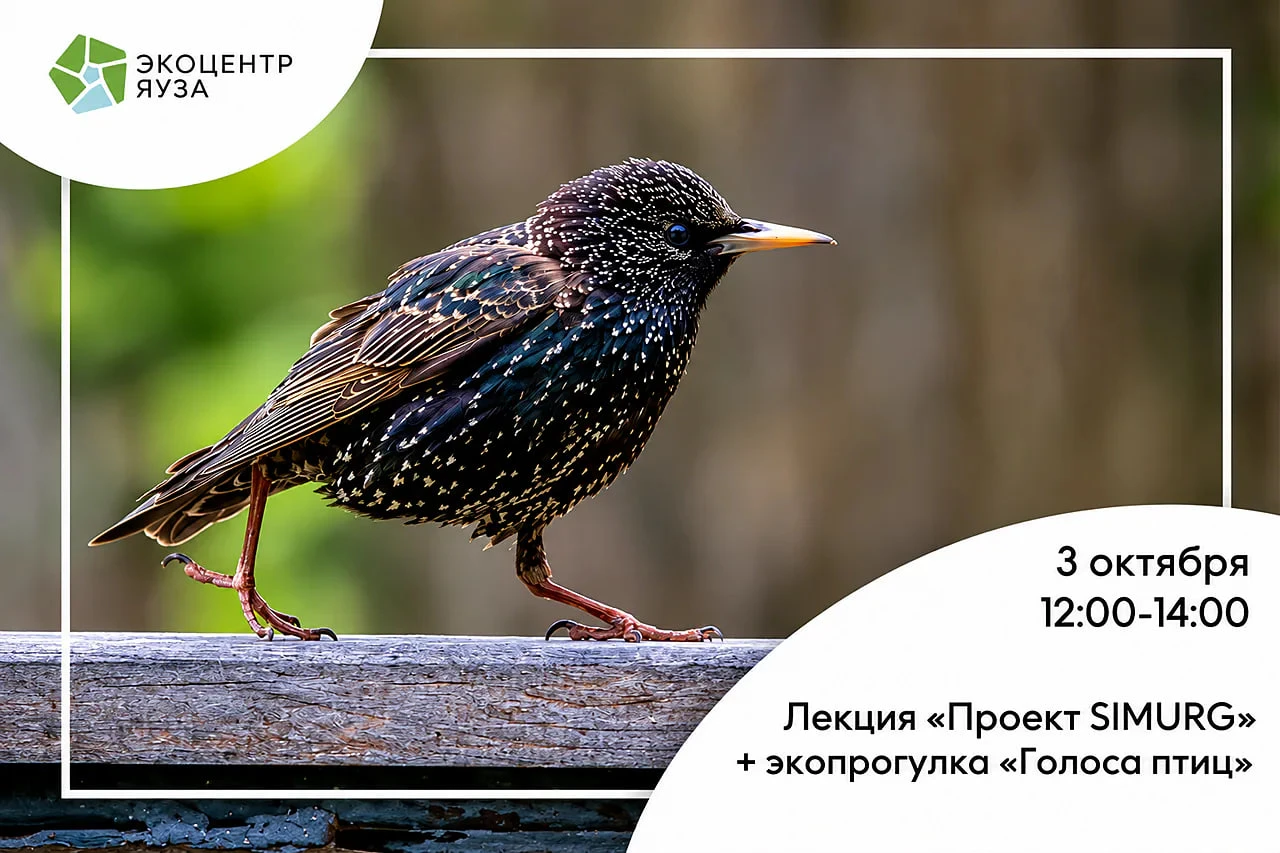 🌳 Лекция "Проект SIMURG"+экопрогулка "Голоса птиц"