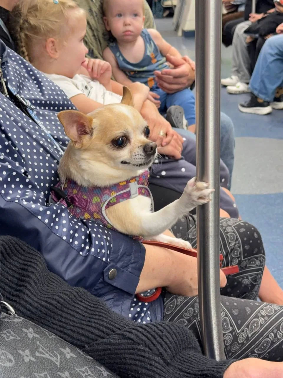 Самого милого пассажира заметили в московском метро.