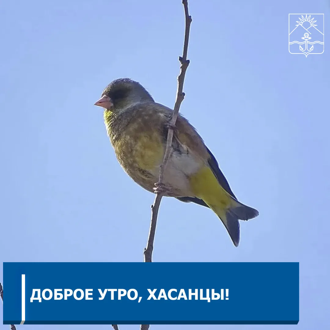 ⛅️Доброе утро, жители красивого Хасанского округа!   🌤Сегодня ясно  ❄️Ночью +3  🌟Днем +7...+8°  💨Вет