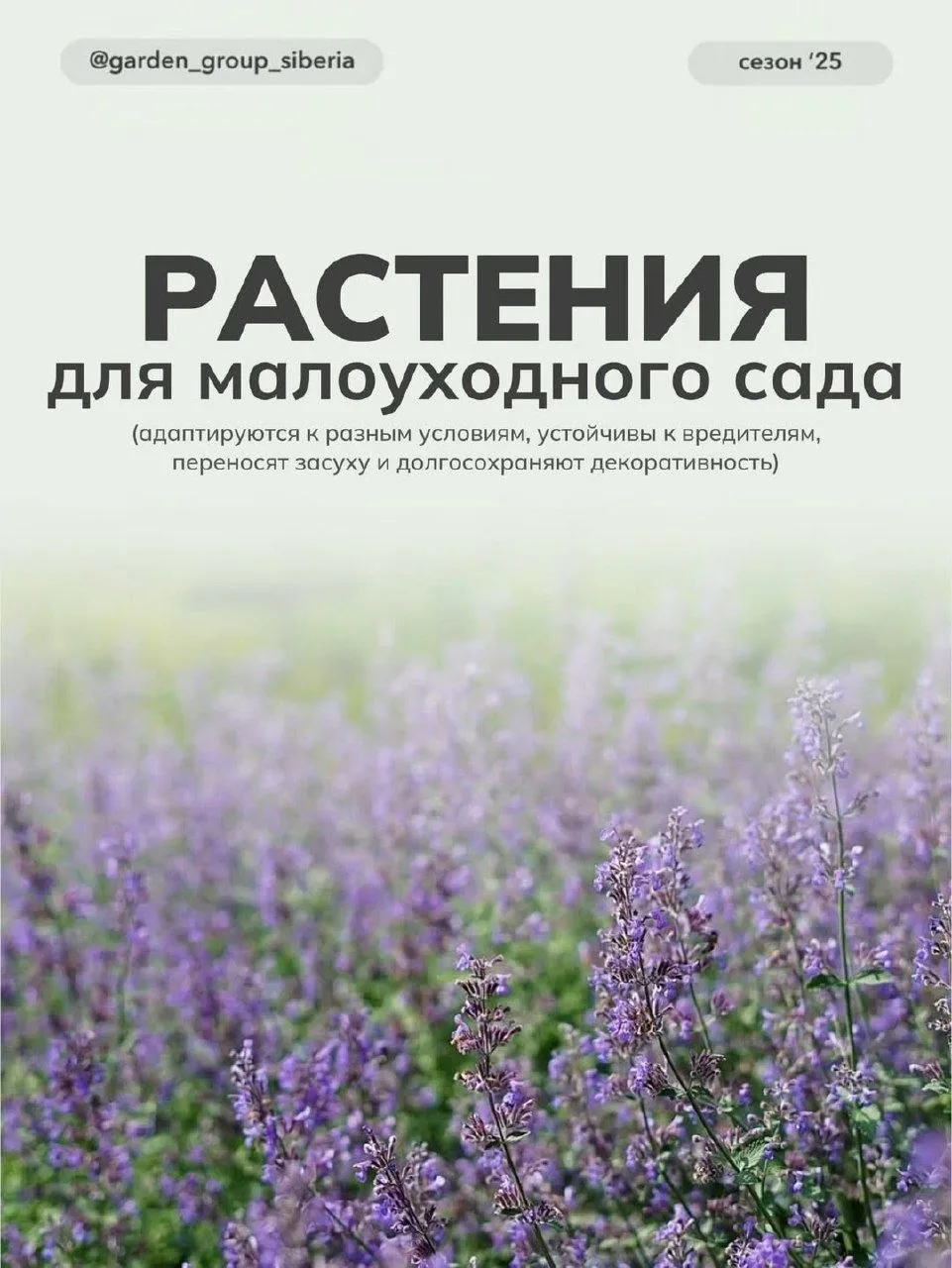 Растения для малоуходного сада 🥰