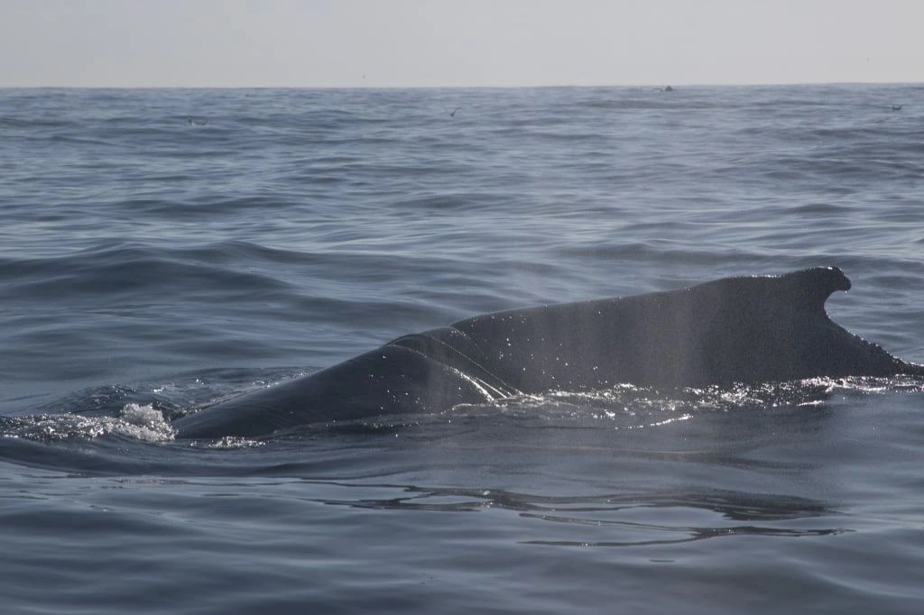 🐋 Спасение краснокнижного кита в Баренцевом море начнут в ближайшие дни