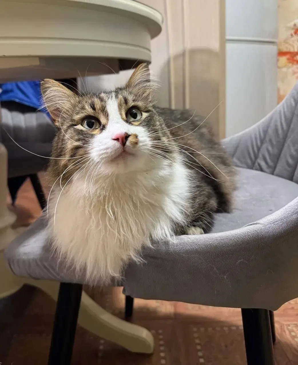 😺🐶Акция: «Моё сердце — их защита»