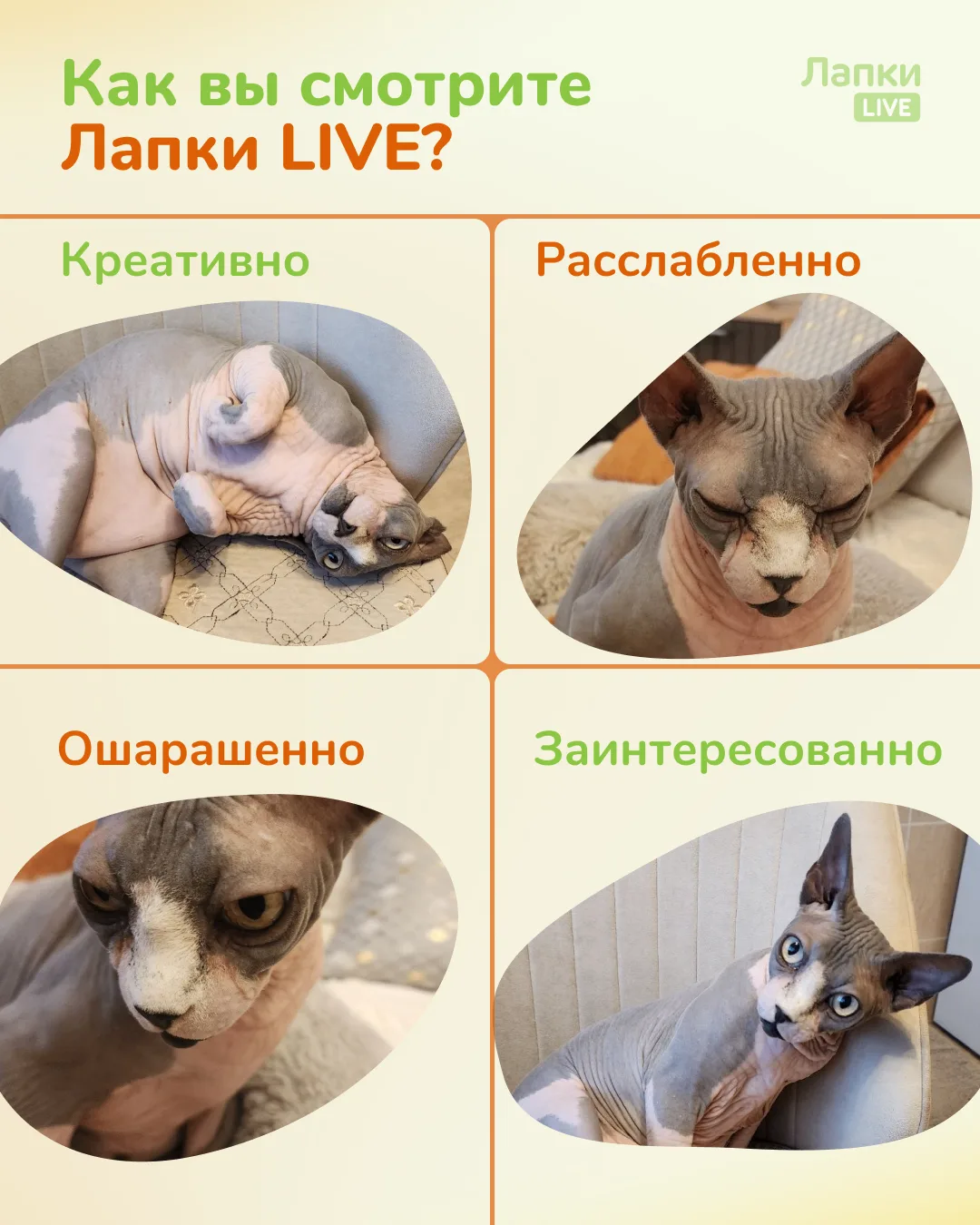 Лучшее место у экрана! Покажите всем, как ваш питомец следит за «Лапки LIVE» 👁️