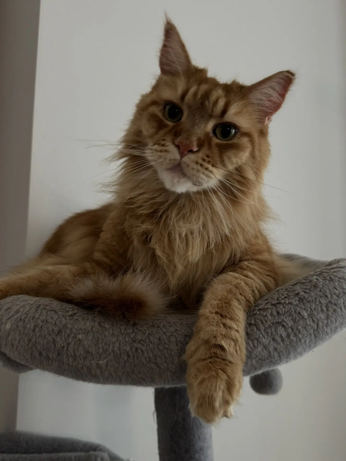 Сегодня законный праздник  всех пушистых властелинов мира,  😾 КОШЕК! 😻

Если сегодня ваш кот нагло