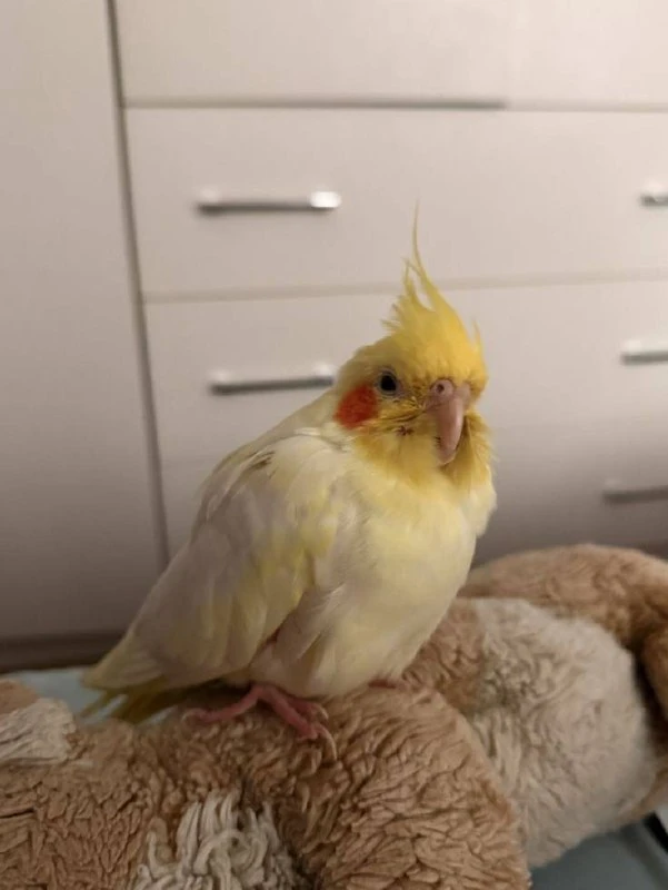 🦜 Попугаи могут давать своим птенцам “имена”