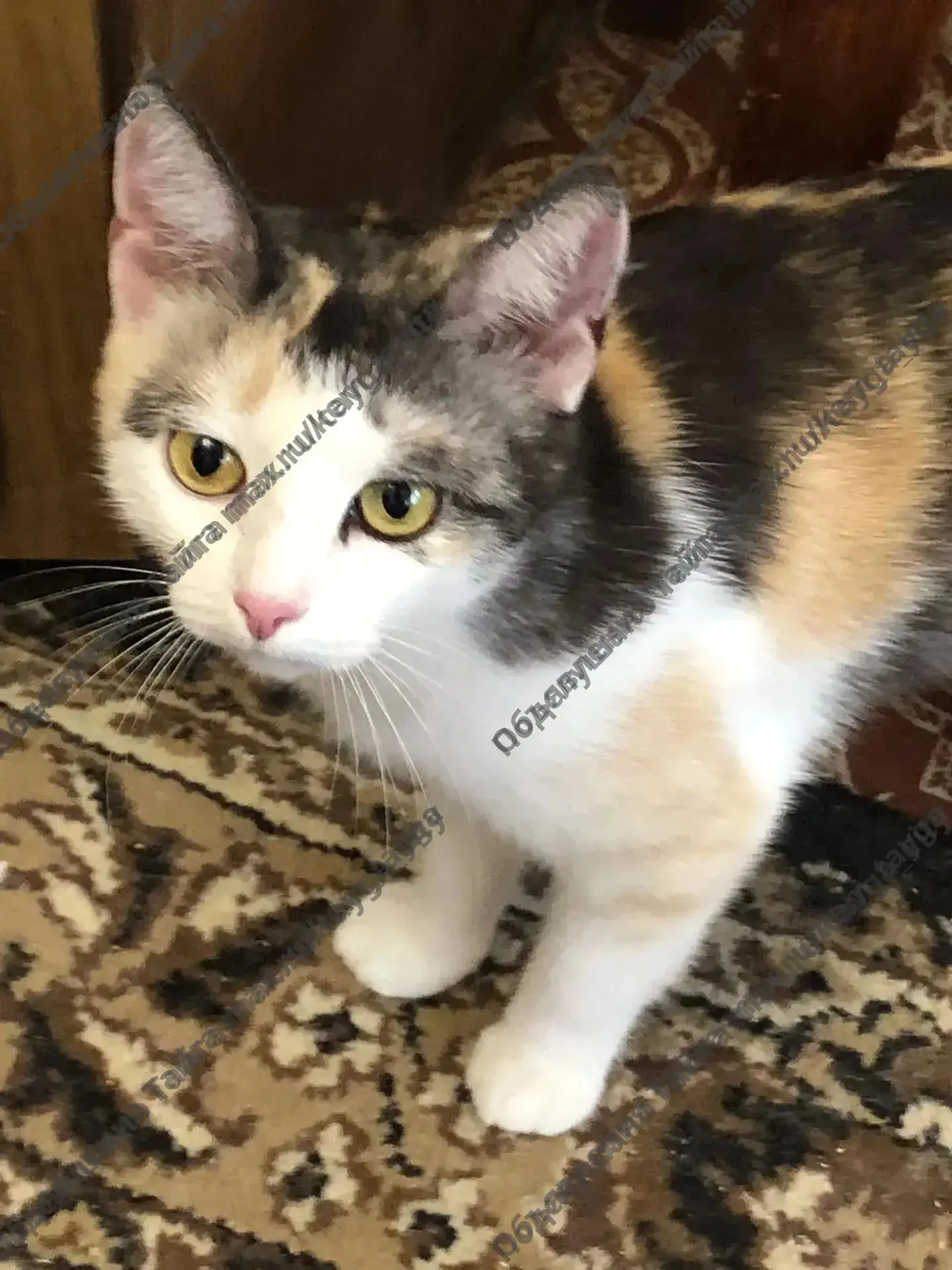 Это Люся 🐈 Ласковая, умная кошечка . 2 годика. Осталась в квартире одна, хозяина опере...