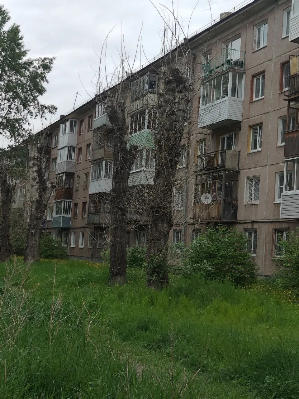 6 микрорайон,  2дом. Кто должен следить за сухостоем в Ангарске? Когда то это были крепкие, здоровые