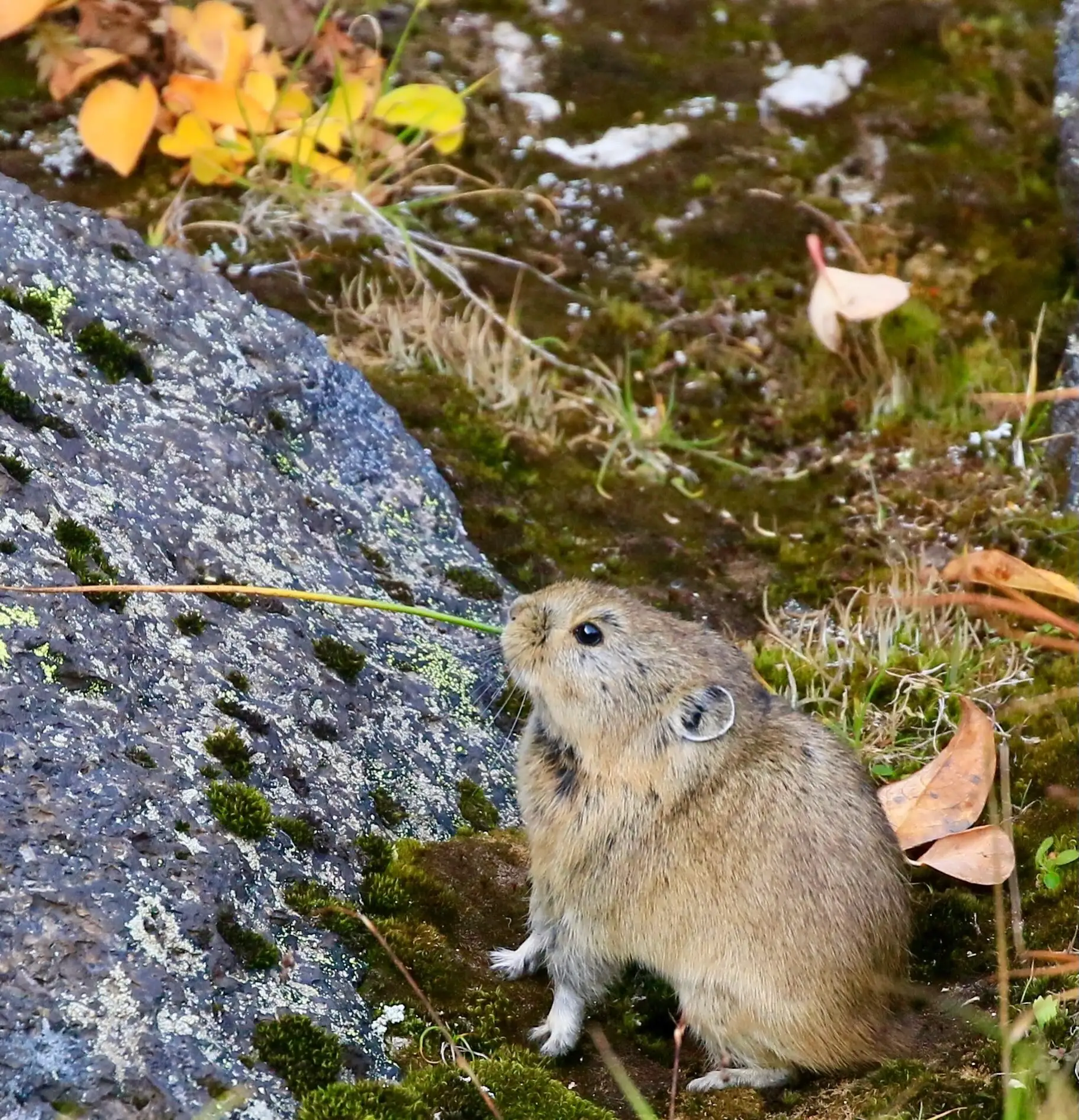 Один из милейших обитателей Камчатки, незаслуженно обделенный нашим вниманием - пищуха.🤗