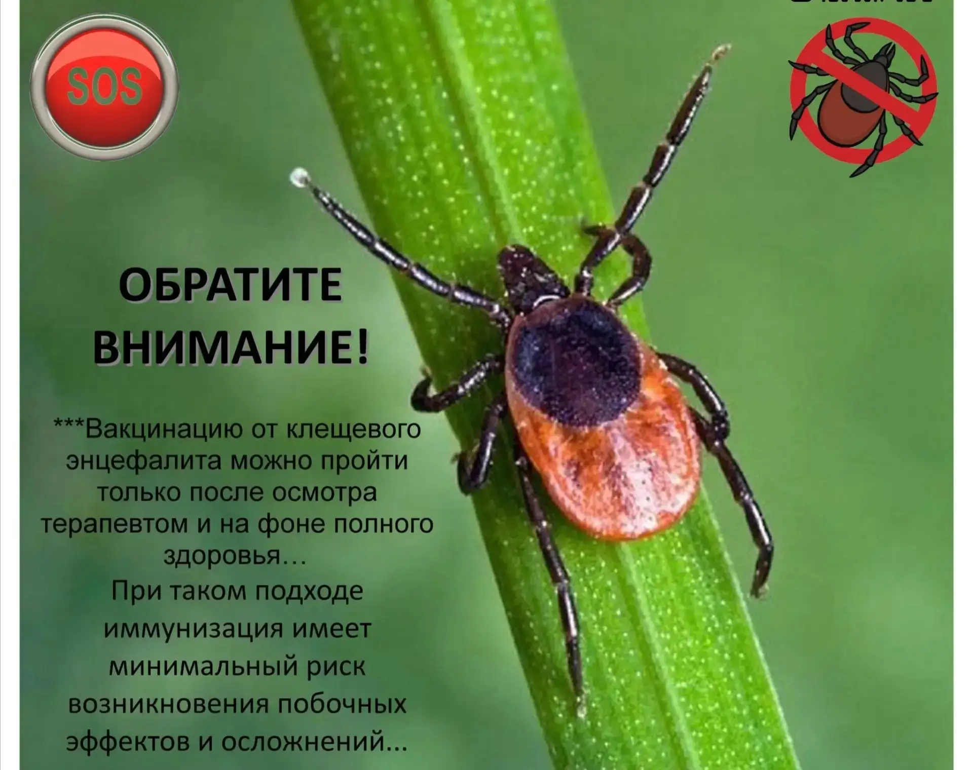❗Весенняя угроза: как защититься от укусов клещей  С наступлением весны и пробуждением природы возра