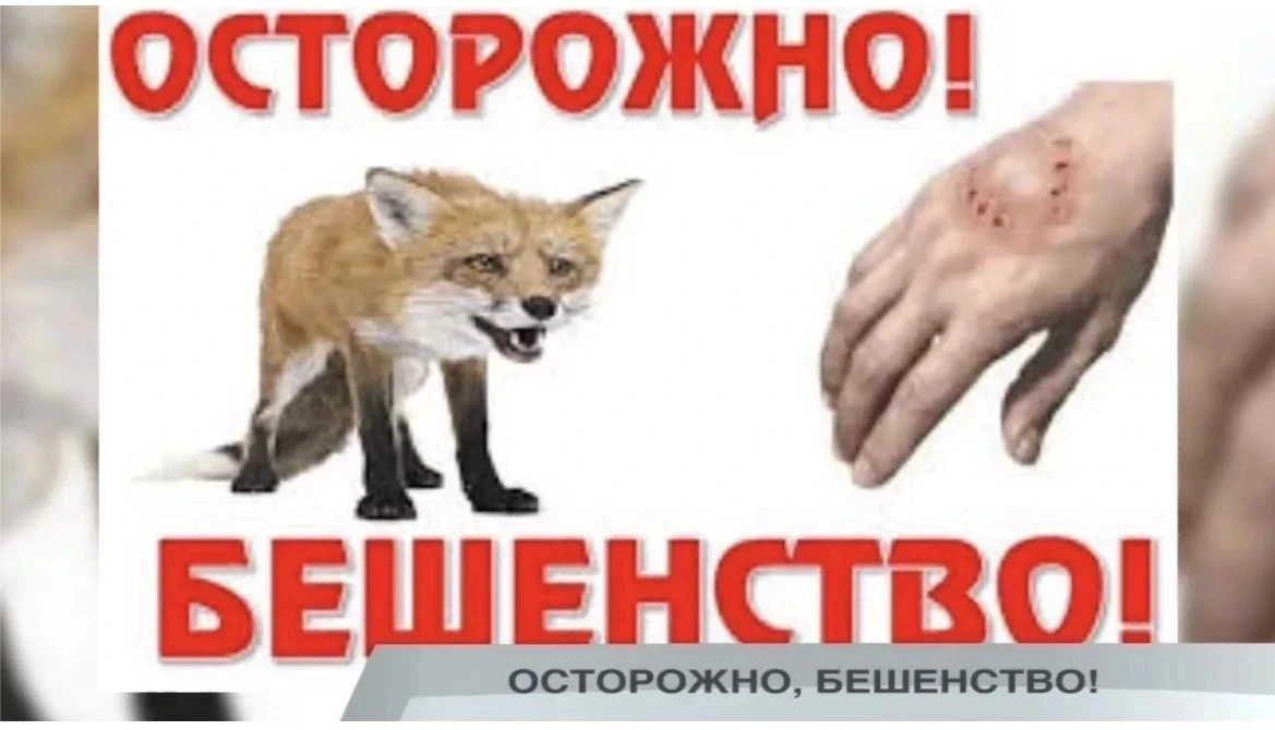 ❗️Бешенство — это одна из самых древних и опасных болезней в мире. Летальность при появ...