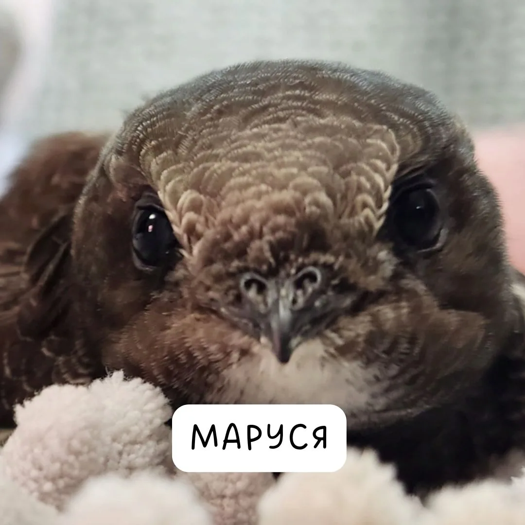 🐧 Кубок Яши Правкина продолжается. Тур 41