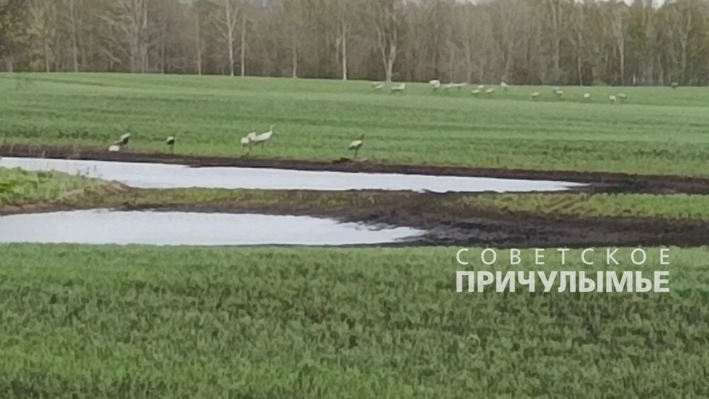 Наша подписчица восхищается красотой природы и просит беречь ее  "Уже месяц радуют нас на полях Крас