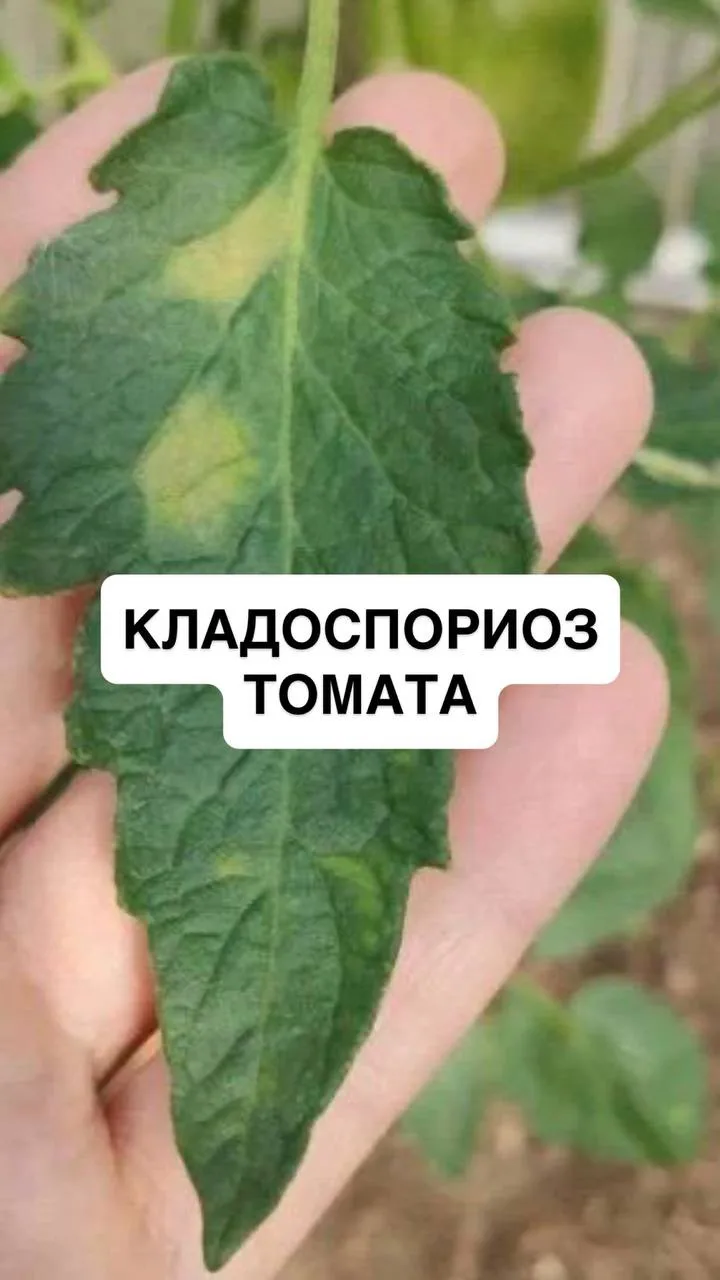 Кладоспориоз томатов

🍀Симптомы кладоспориоза сначала появляются на нижних листьях, потом охватываю